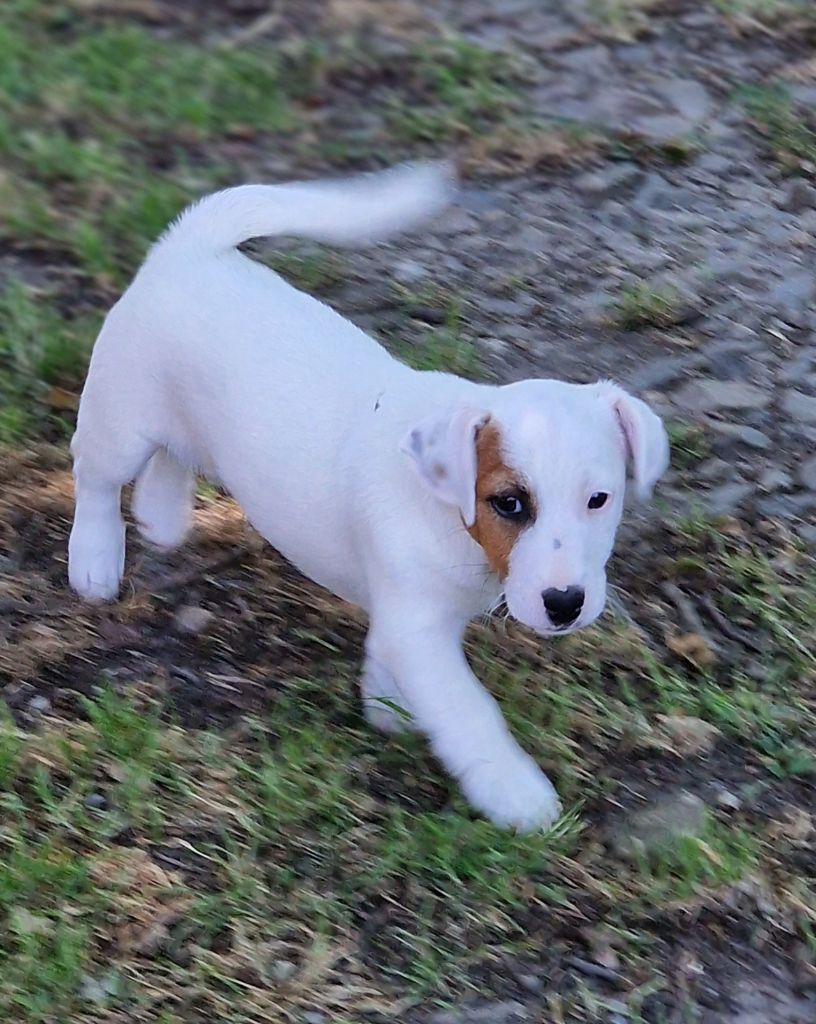 du domaine du rupt de mad - Chiots disponibles - Jack Russell Terrier