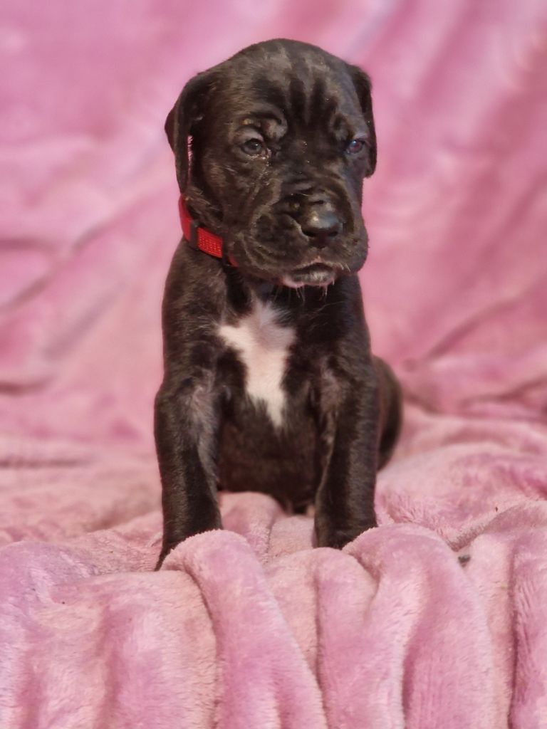 du domaine du rupt de mad - Chiots disponibles - Dogue allemand