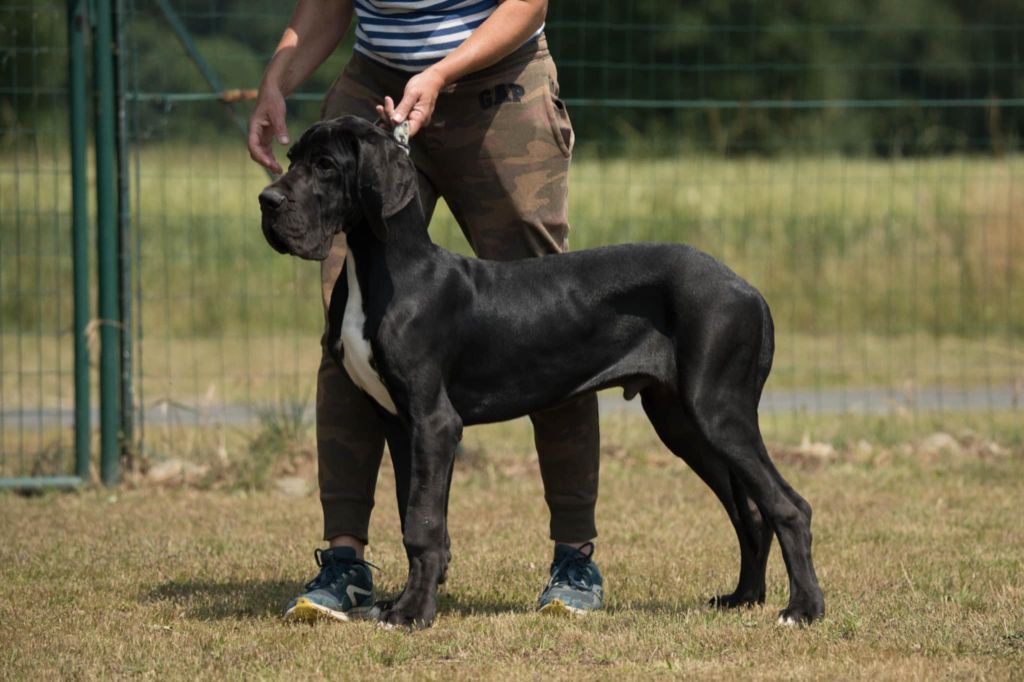 du domaine du rupt de mad - Chiots disponibles - Dogue allemand