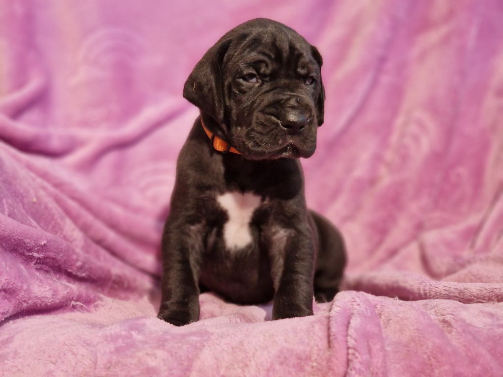 du domaine du rupt de mad - Chiots disponibles - Dogue allemand