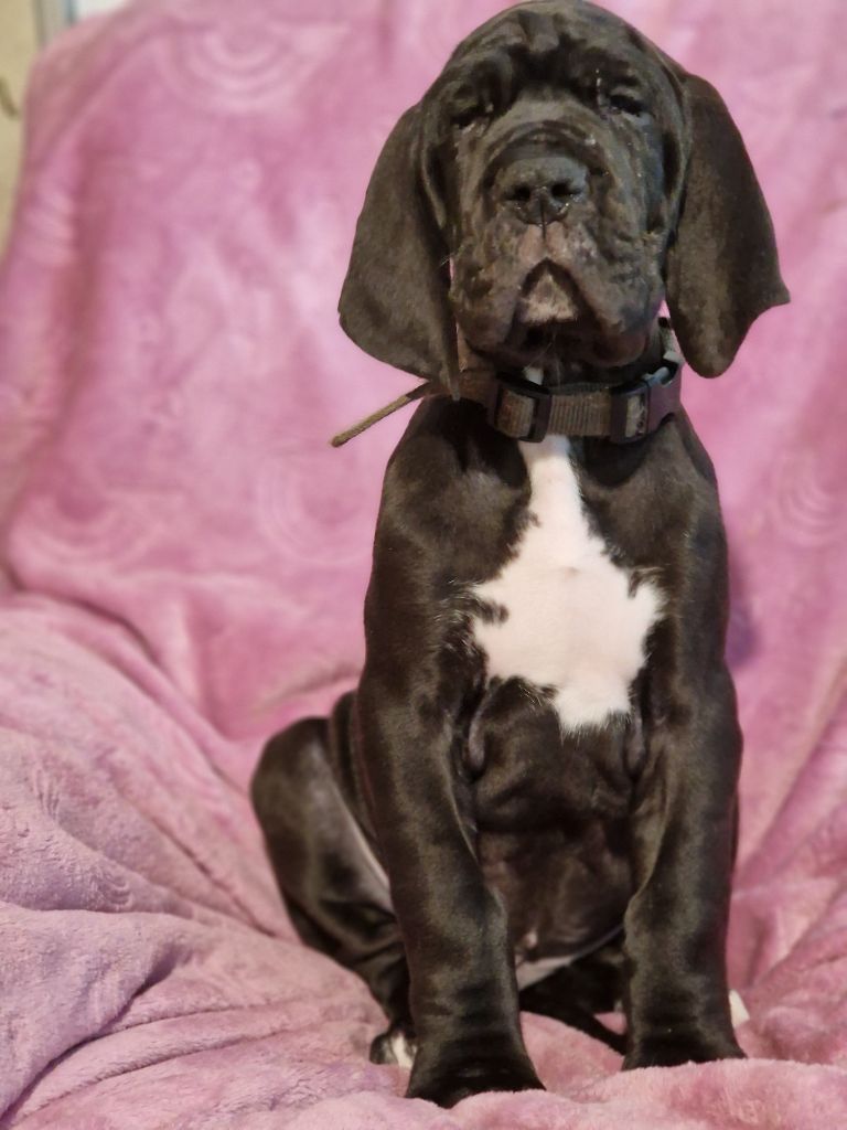 du domaine du rupt de mad - Chiots disponibles - Dogue allemand