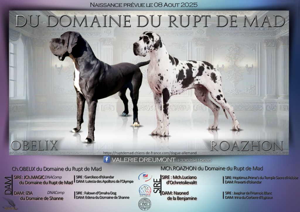du domaine du rupt de mad - Dogue allemand - Portée née le 07/08/2025