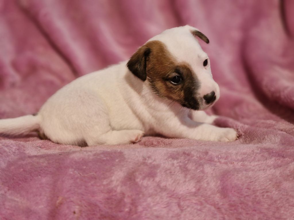 du domaine du rupt de mad - Chiots disponibles - Jack Russell Terrier
