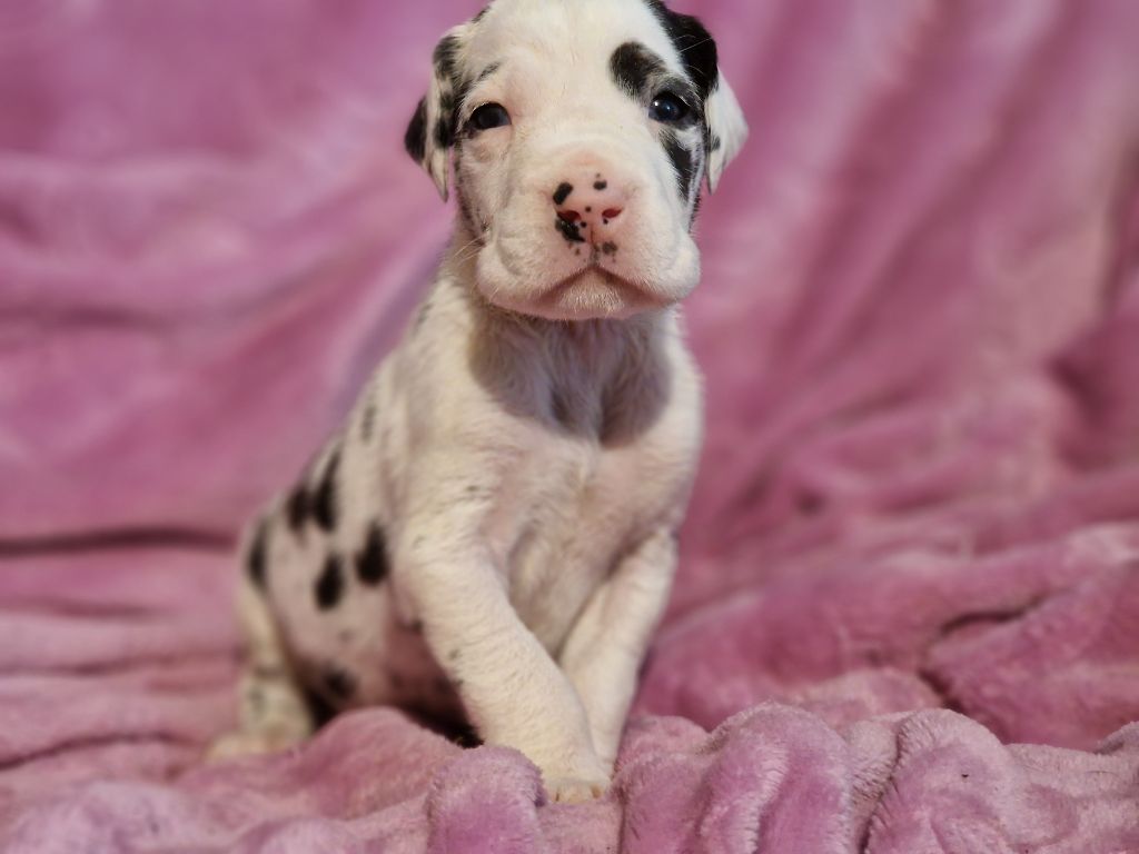 du domaine du rupt de mad - Chiots disponibles - Dogue allemand