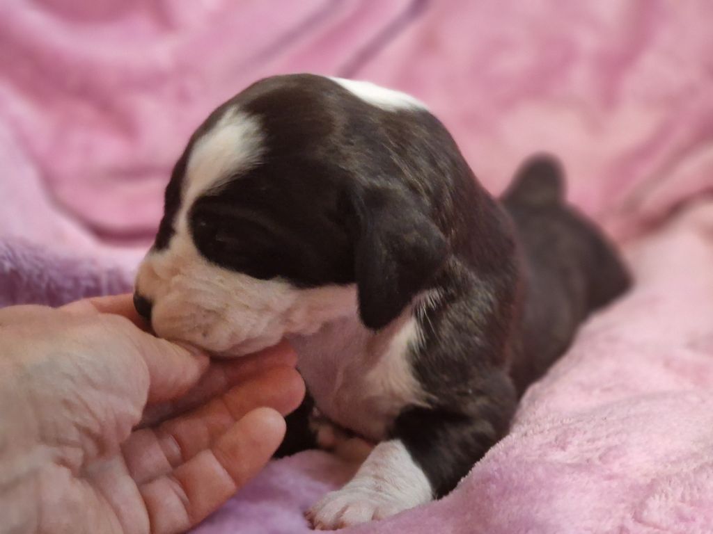 du domaine du rupt de mad - Chiots disponibles - Dogue allemand
