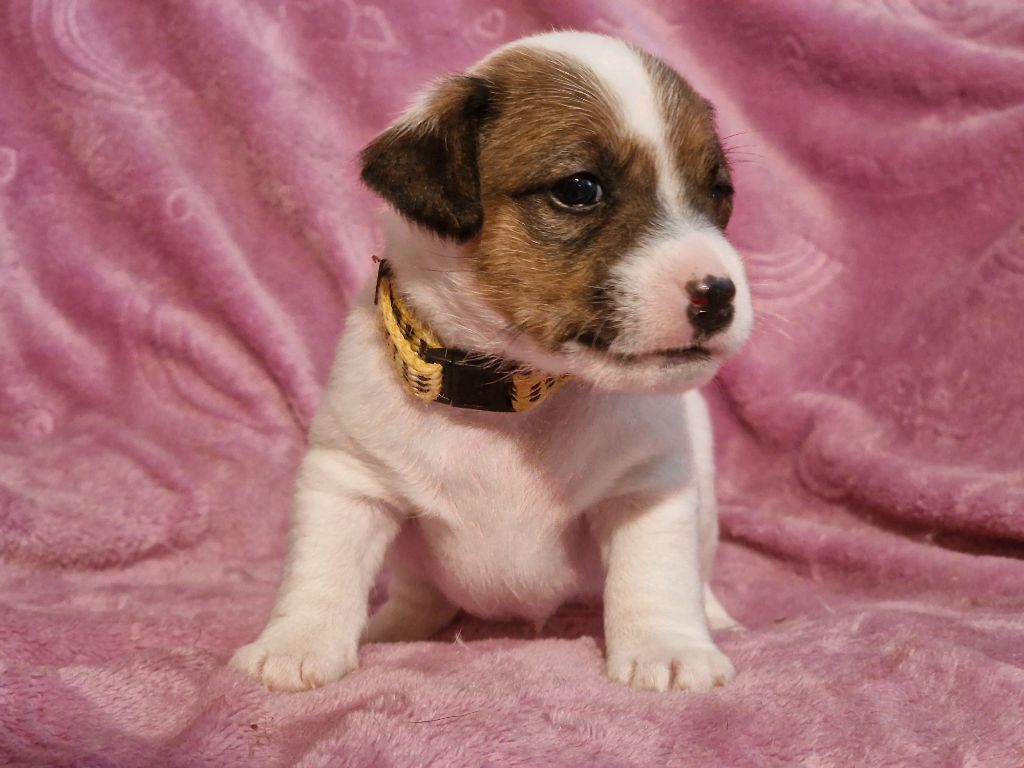 du domaine du rupt de mad - Chiots disponibles - Jack Russell Terrier