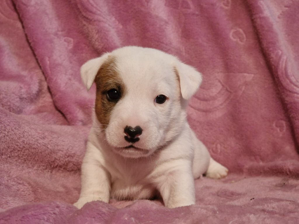 du domaine du rupt de mad - Chiots disponibles - Jack Russell Terrier