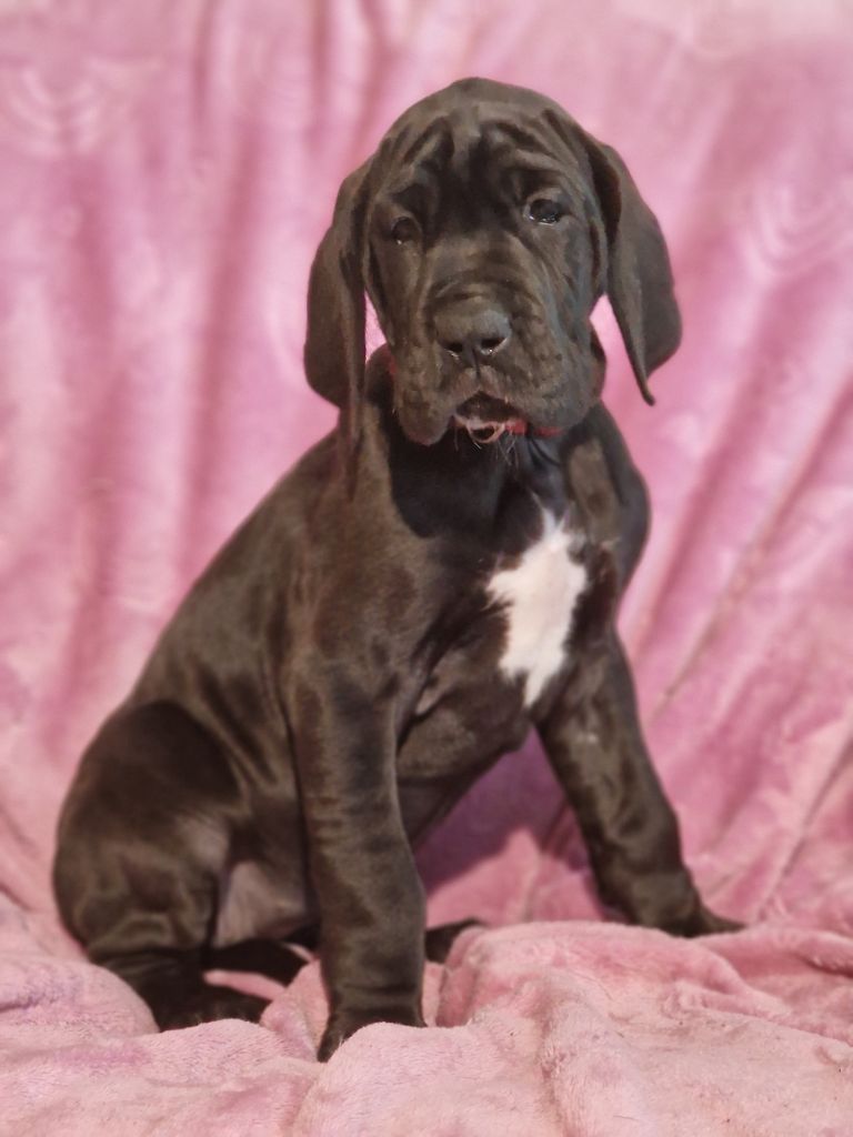 du domaine du rupt de mad - Chiots disponibles - Dogue allemand