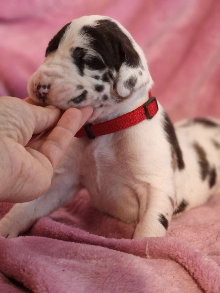 du domaine du rupt de mad - Chiots disponibles - Dogue allemand