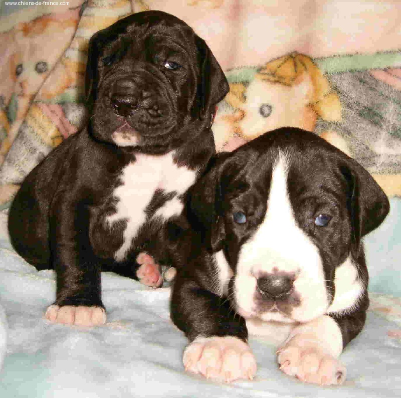 du domaine du rupt de mad - Dogue allemand - Portée née le 26/04/2006